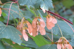 Acer glabrum douglasii