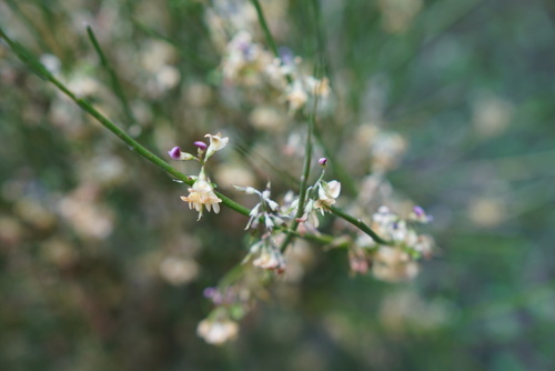 Foto de Carmichaelia australis