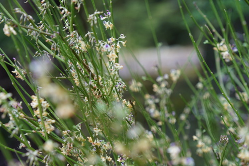 Foto de Carmichaelia australis