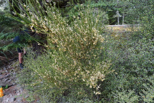 Foto de Carmichaelia australis