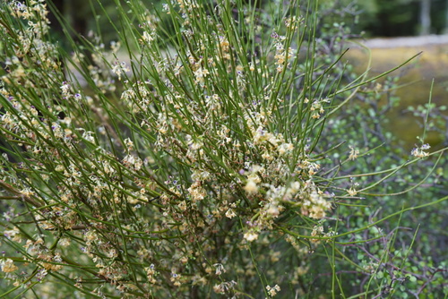 Foto de Carmichaelia australis