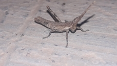 Calamacris clendoni