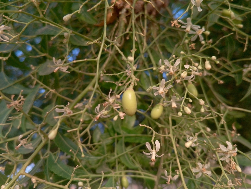 Foto de Neem