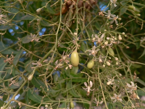 Neem