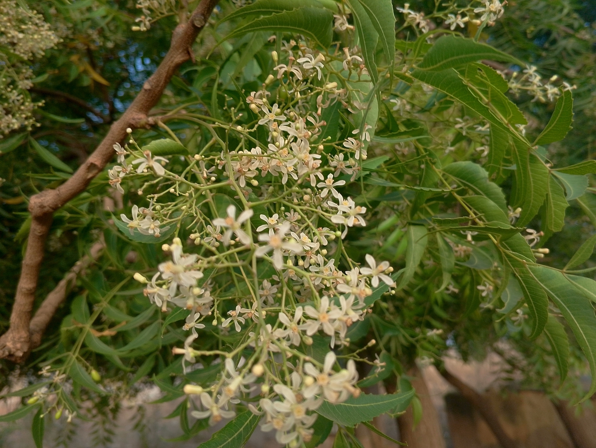 Imagem de Neem