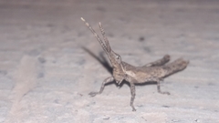 Calamacris clendoni