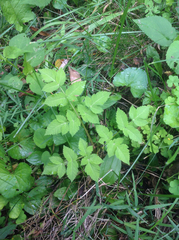 Angelica triquinata