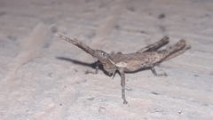 Calamacris clendoni