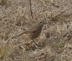 Phoenicurus ochruros