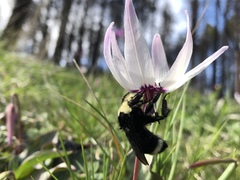 Erythronium hendersonii