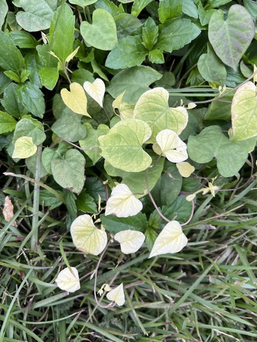 Foto de Sete-léguas