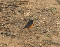 Phoenicurus ochruros