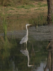 Ardea cinerea
