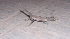 Calamacris clendoni