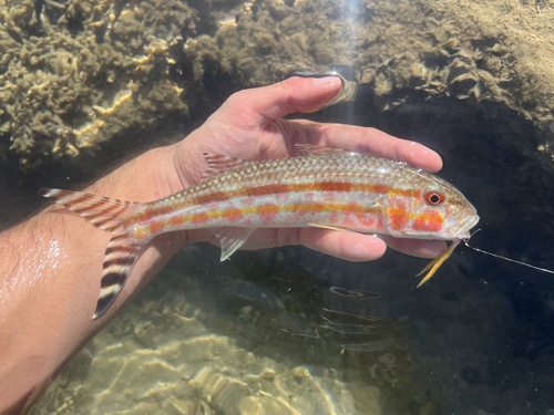 Bandtail goatfish (Upeneus taeniopterus) — Mullidae