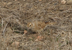 Mirafra erythroptera
