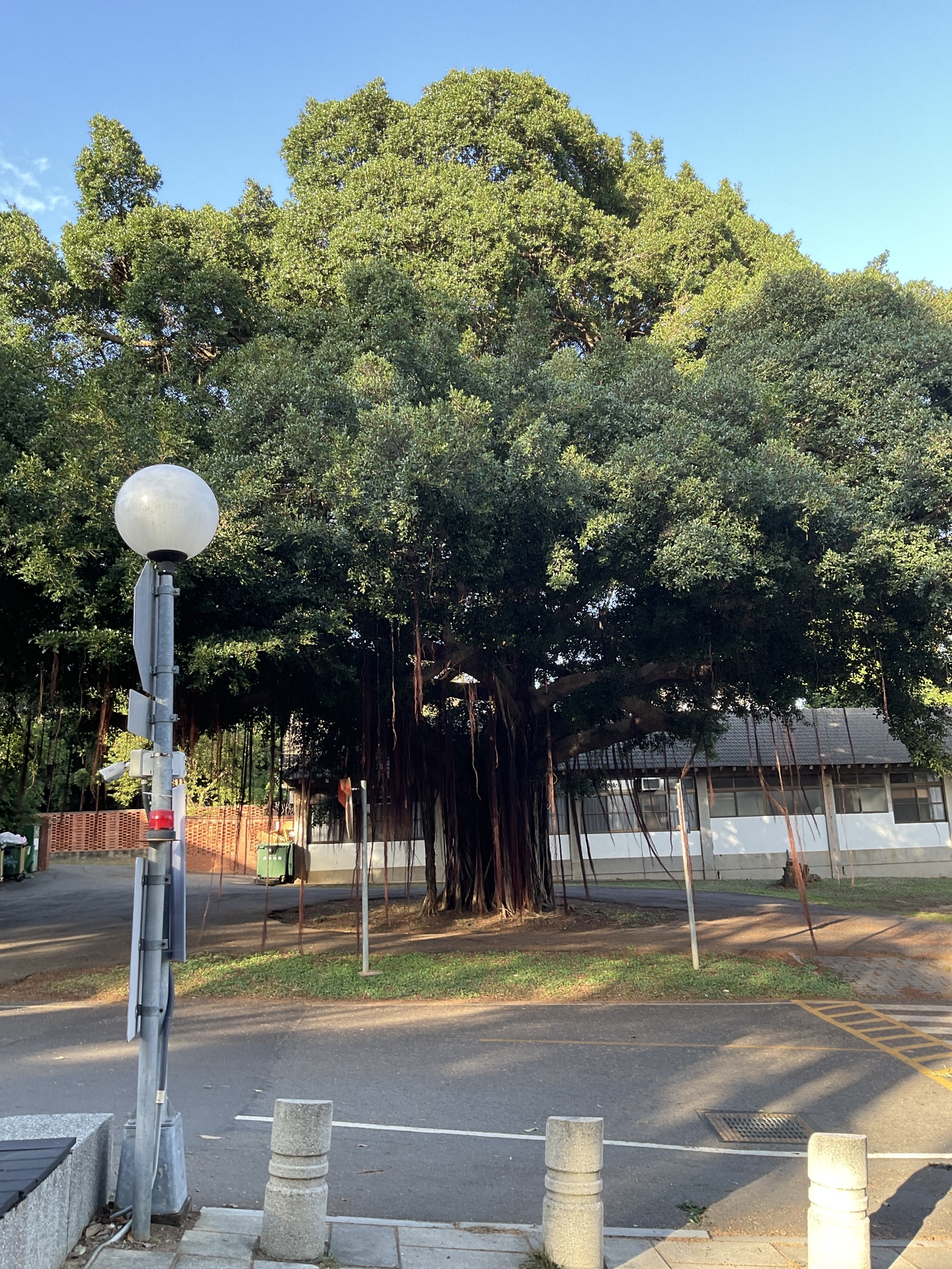Imagem de Figueira asiática ou Figueira lacerdinha