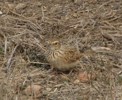 Mirafra erythroptera