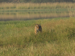 Panthera tigris tigris