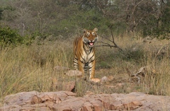 Panthera tigris tigris