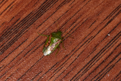 Cyphostethus tristriatus