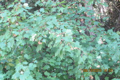 Acer glabrum douglasii