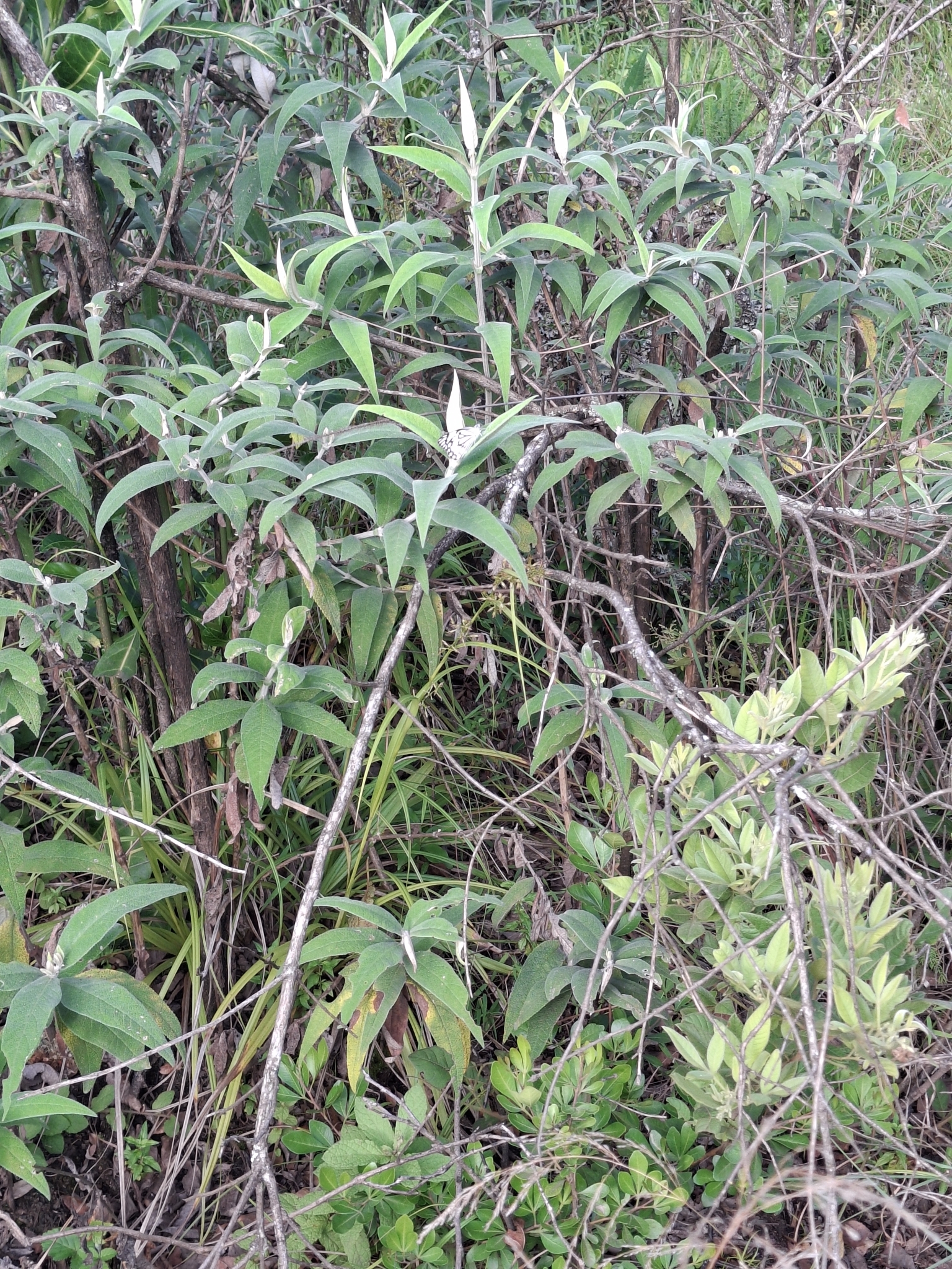 Imagem de Buddleia