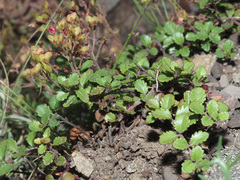 Veronica liwanensis