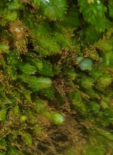 Caulerpa mexicana observed 2024-12-31