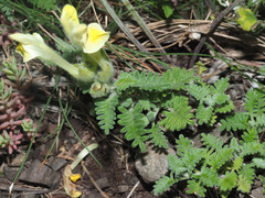 Scutellaria orientalis