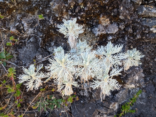 Artemisia mauiensis, photograph 1
