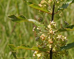 Asclepias tomentosa