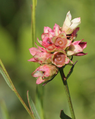 Ludwigia suffruticosa