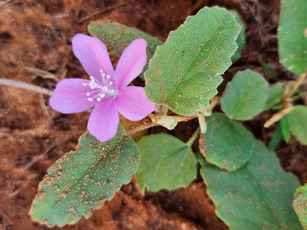 Sturt's Hibiscus