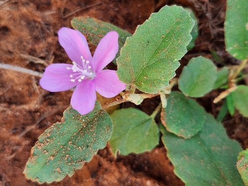 Hibiscus sturtii Hook.