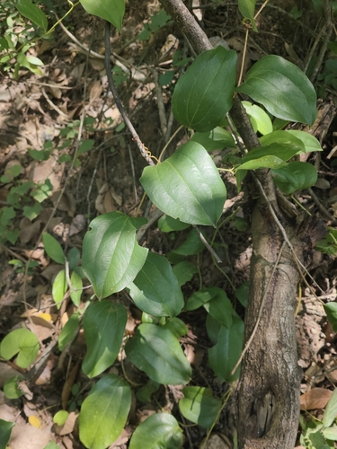 Foto de Salsaparrilha