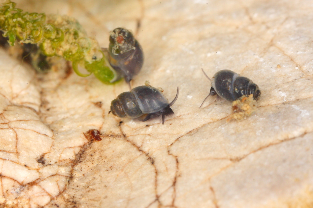 Bythinella angelitae