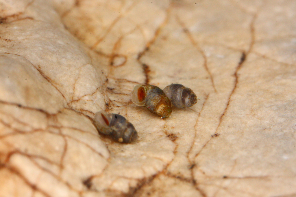 Graziana pupula