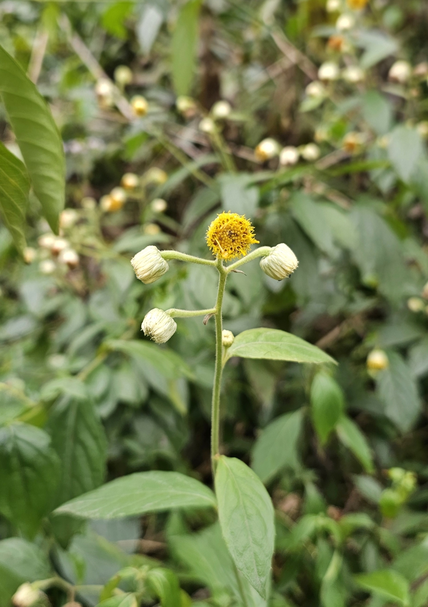 Blumea megacephala (Blumea megacephala)