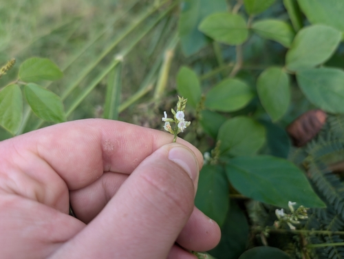 Soja perene