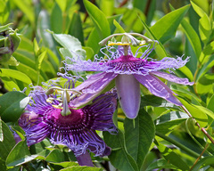 Passiflora incarnata × cincinnata