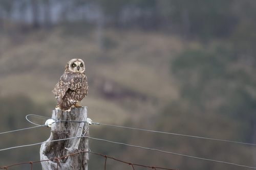 Hawaiian Short-eared Owl photographed in Hawaii