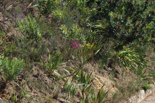 Image of Lampranthus emarginatus by (c) Tony Rebelo, some rights reserved (CC BY-SA)