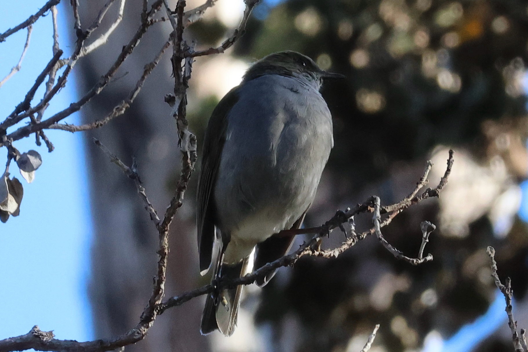Omao (Myadestes obscurus), photo 3