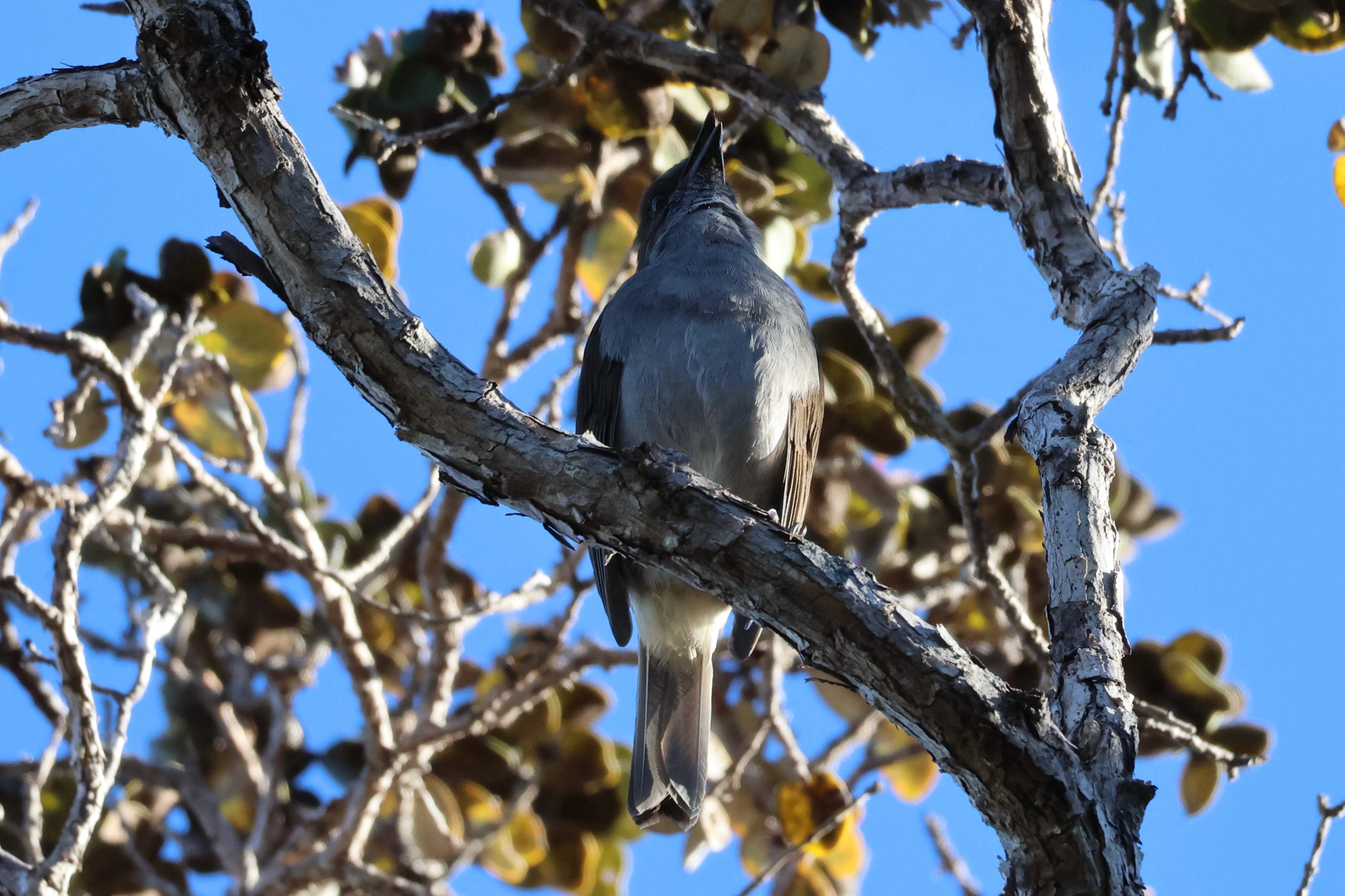 Omao (Myadestes obscurus), photo 4