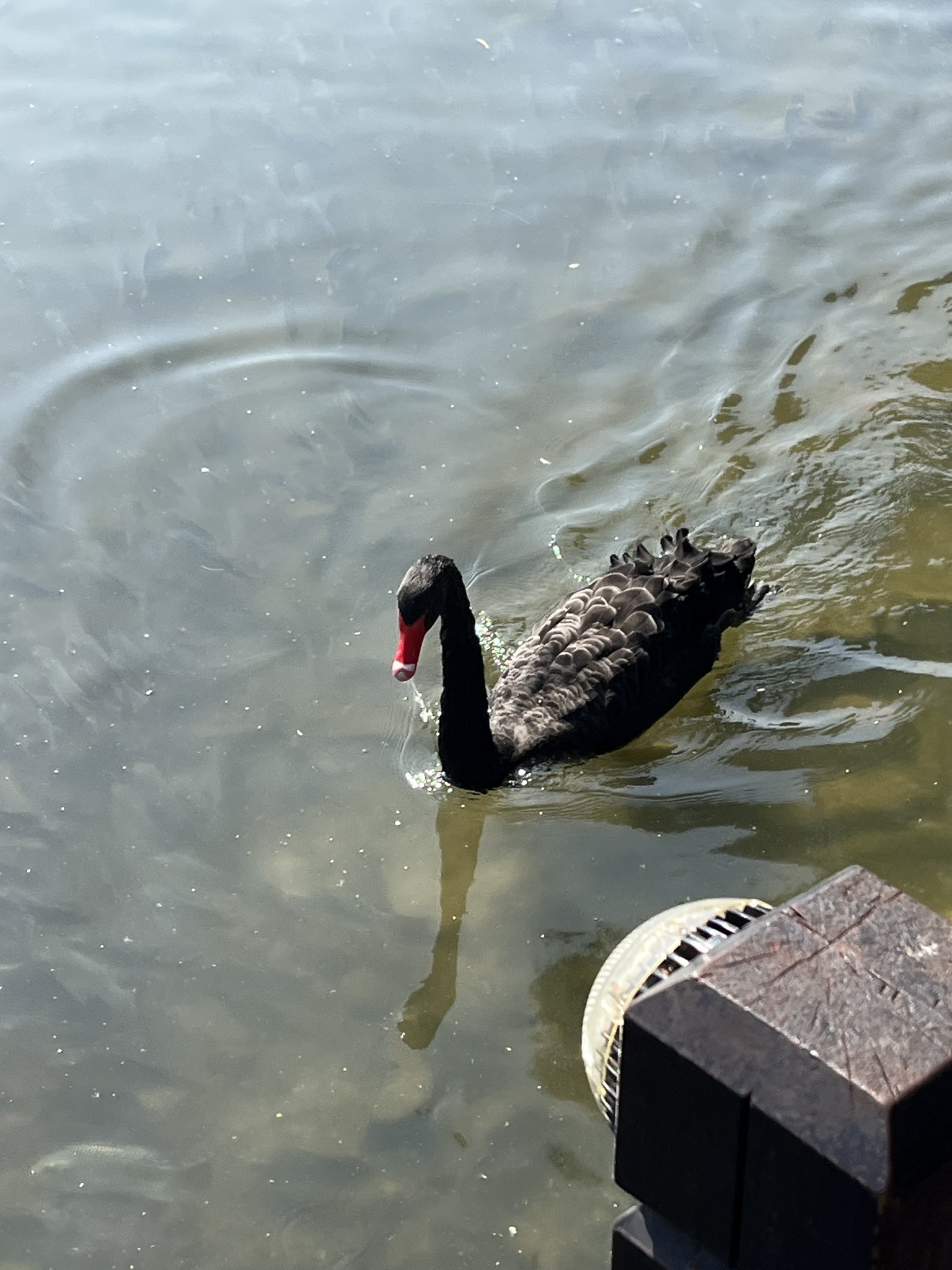 Black Swan