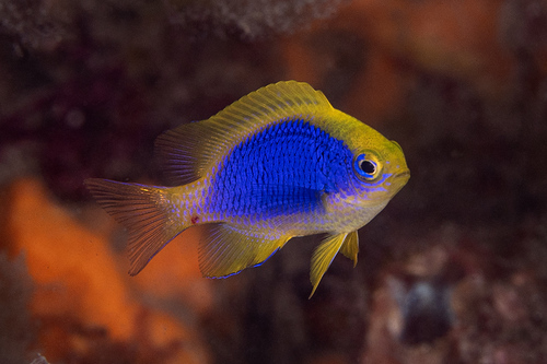 Yellowfin damsel (Chrysiptera flavipinnis) — Pomacentridae — 3