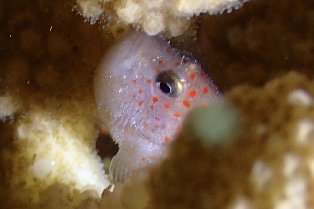 Hawaiian Orbicular Velvetfish