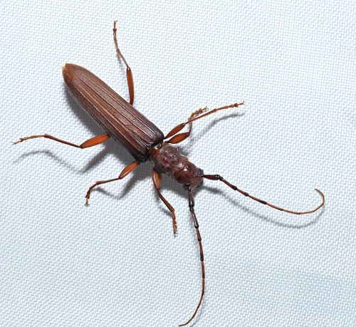 Bardistus