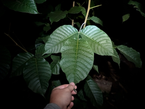Sandoricum koetjape observed 2025-01-02